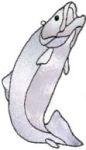 TROUT